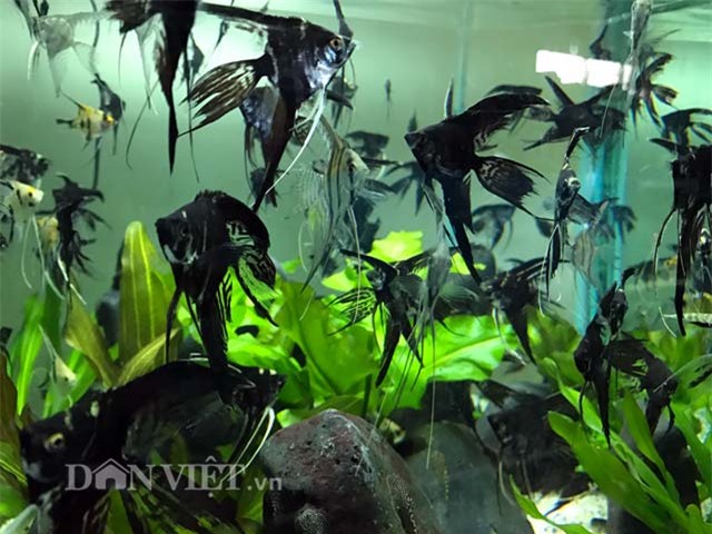 ca canh dat tien, moi la