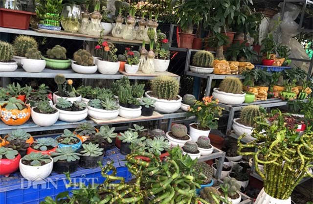 ca canh dat tien, moi la 