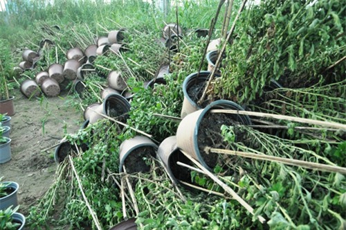 hoa tet khong ket nu, chu vuon o sai gon khoc rong hinh anh 1