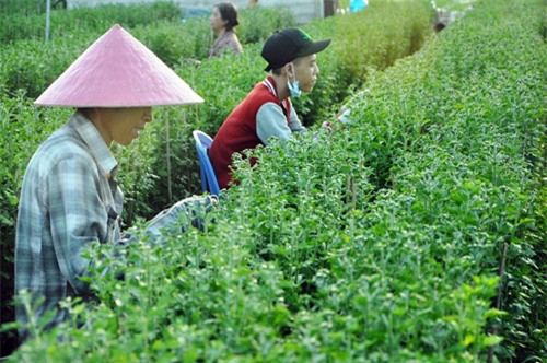 hoa tet khong ket nu, chu vuon o sai gon khoc rong hinh anh 10