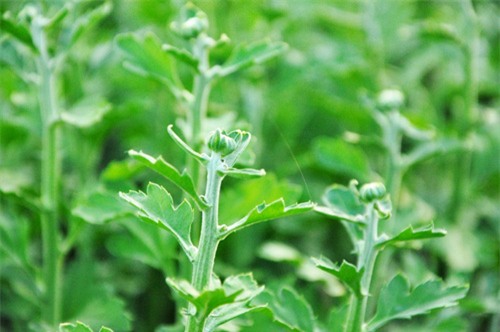 hoa tet khong ket nu, chu vuon o sai gon khoc rong hinh anh 11