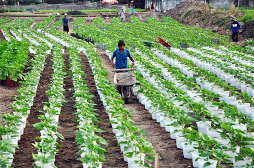 hoa tet khong ket nu, chu vuon o sai gon khoc rong hinh anh 12
