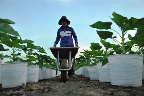 hoa tet khong ket nu, chu vuon o sai gon khoc rong hinh anh 13