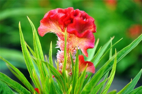 hoa tet khong ket nu, chu vuon o sai gon khoc rong hinh anh 14