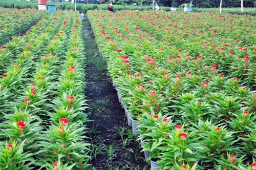 hoa tet khong ket nu, chu vuon o sai gon khoc rong hinh anh 15