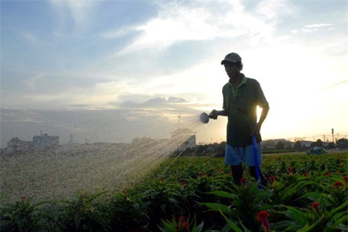 hoa tet khong ket nu, chu vuon o sai gon khoc rong hinh anh 16