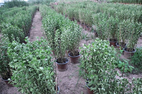 hoa tet khong ket nu, chu vuon o sai gon khoc rong hinh anh 2