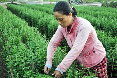 hoa tet khong ket nu, chu vuon o sai gon khoc rong hinh anh 3