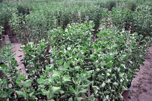 hoa tet khong ket nu, chu vuon o sai gon khoc rong hinh anh 4