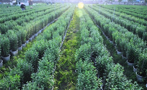 hoa tet khong ket nu, chu vuon o sai gon khoc rong hinh anh 5