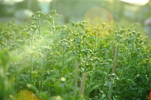 hoa tet khong ket nu, chu vuon o sai gon khoc rong hinh anh 6