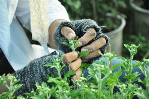 hoa tet khong ket nu, chu vuon o sai gon khoc rong hinh anh 7