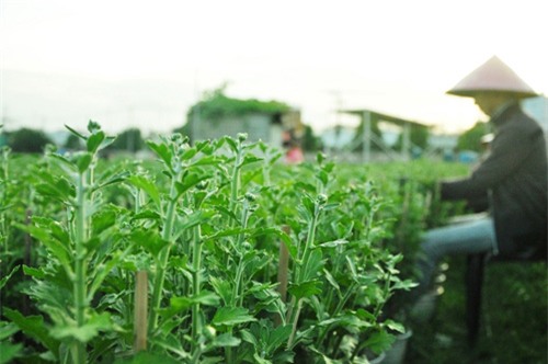 hoa tet khong ket nu, chu vuon o sai gon khoc rong hinh anh 8