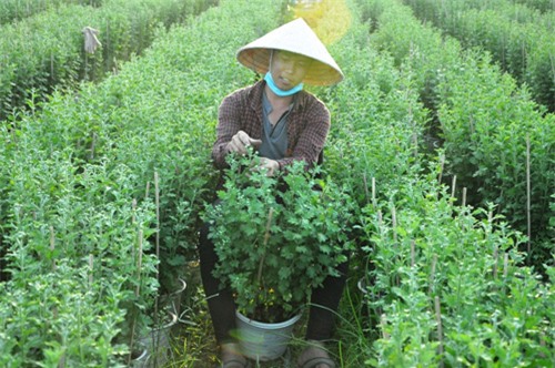 hoa tet khong ket nu, chu vuon o sai gon khoc rong hinh anh 9