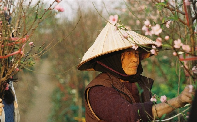 Nở sớm, đào Tết bán 