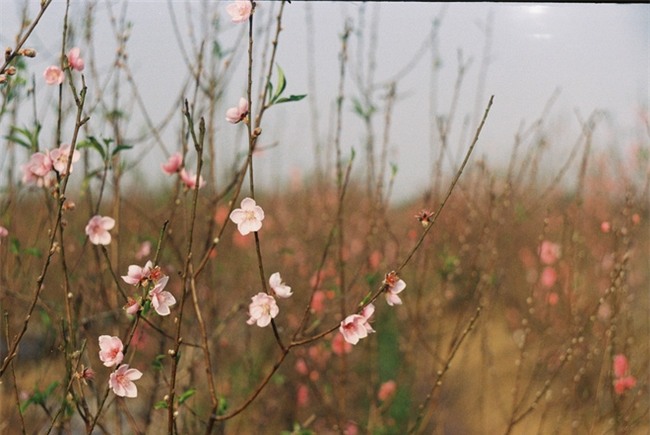 Nở sớm, đào Tết bán giá như cho - Ảnh 1.