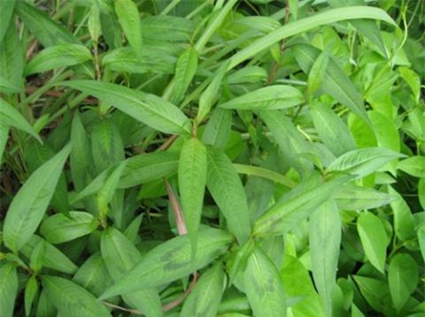 3 loại rau thơm quen thuộc gây yếu sinh lý ở nam giới - Ảnh 1.