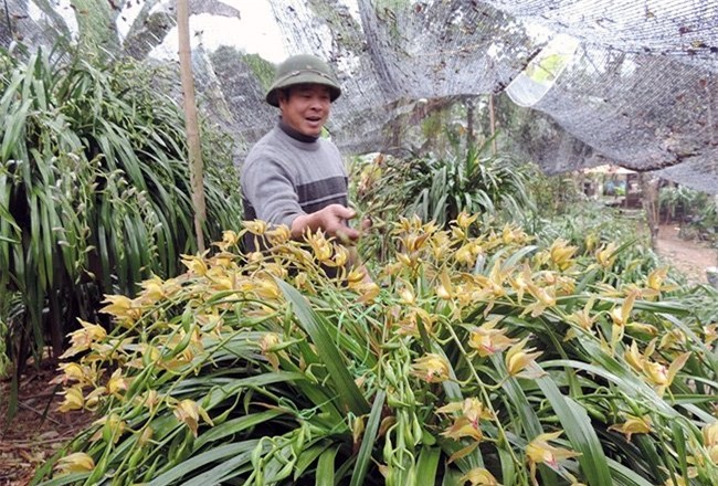 Địa lan Sa Pa giá gần trăm triệu đồng vẫn có khách đặt