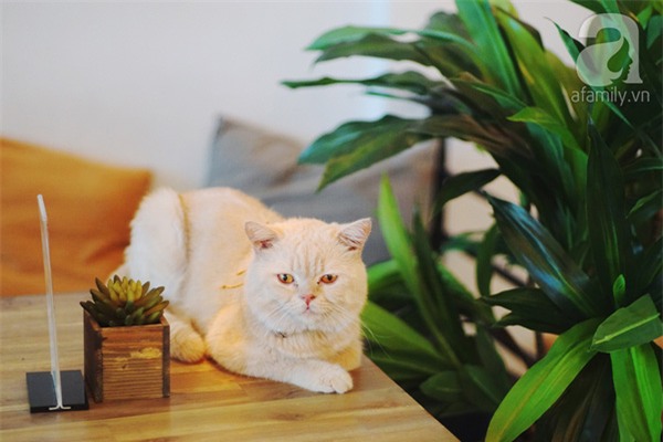 Tết dương lịch không đi đâu thì check-in ở 10 quán cà phê siêu xinh này nhé - Ảnh 35.