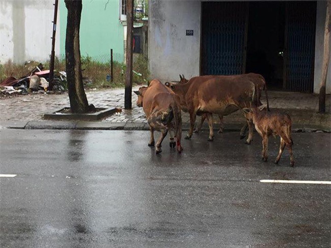 Bị chặt gãy chân vì miếng ăn, chú bò khiến ai xem cũng phải xót xa - Ảnh 3.