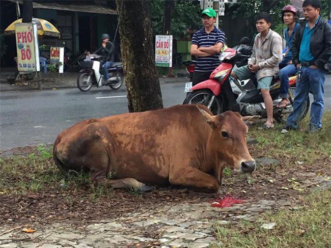 Bị chặt gãy chân vì miếng ăn, chú bò khiến ai xem cũng phải xót xa - Ảnh 4.