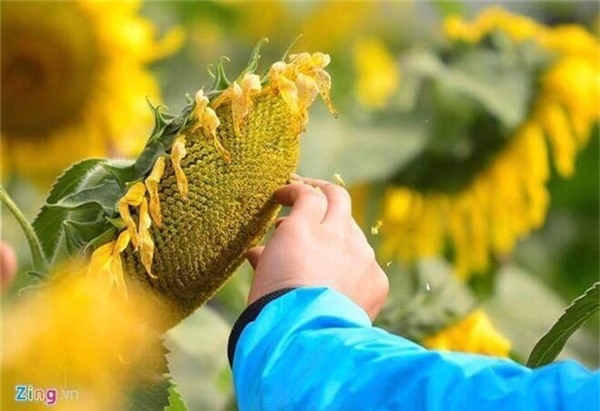 Bảng cứ cấm và người cứ vặt hoa không thương tiếc.&nbsp;Ảnh: Zing.vn