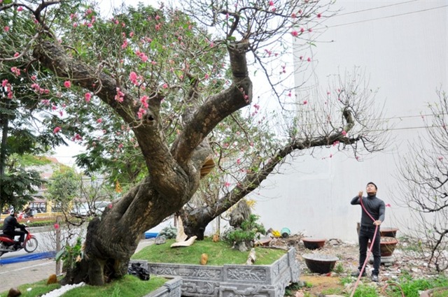 Hai cây đào thế long quấn thủy có chiều cao gần 2m, đường kính thân 100cm với tuổi đời lên tới 80 năm, thuộc giống đào rừng nguyên thủy ở Mộc Châu (Sơn La), đã ghép cành đào Nhật Tân (Hà Nội).