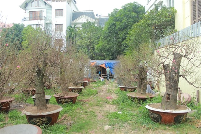 Ngoài hai cây đào cổ thụ độc đáo này, vườn đào nhà anh Hoan còn có hàng chục gốc đào rừng khác với giá bán giao động từ 10 - 40 triệu đồng.