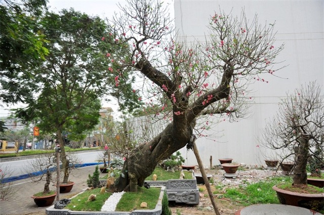 Cây đào có thân xù xì, vảy mốc. Gốc cây uốn mình, tựa như thân rồng đang vặn mình vươn lên.