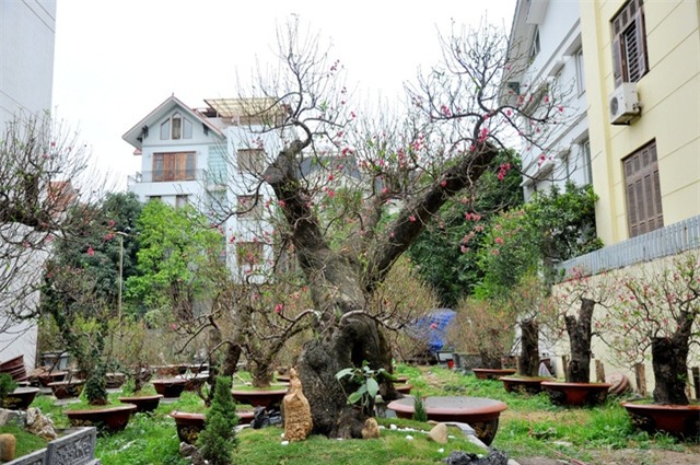 Từ gốc đào mọc lên các nhánh nhỏ, phủ đầy lộc, nụ tượng trưng cho những lớp vảy rồng. Theo chủ nhân của cây đào cổ thụ này, năm nay thời tiết thuận lợi nên hoa đào sẽ nở đều, to và đẹp hơn mọi năm.