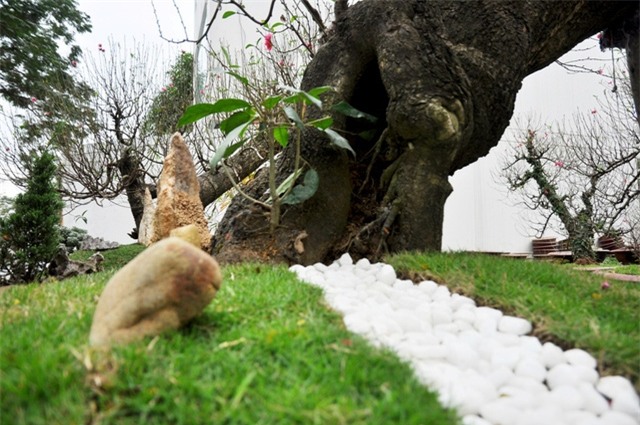 Gốc đào lũa tạo nên nét đặc trưng cho cây đào.