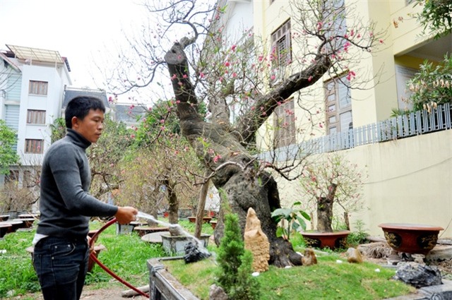 Theo anh Hoan, đào rừng không ưa nước nên 2 – 3 ngày mới tưới nước một lần, đất trồng cây trong chậu cũng phải là đất mới, giàu chất dinh dưỡng để cây phát triển.