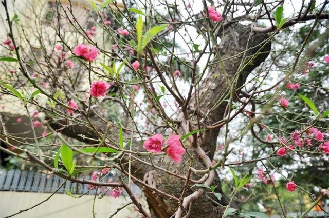 Những bông hoa đào đang nở, lộc xanh mơm mởn.