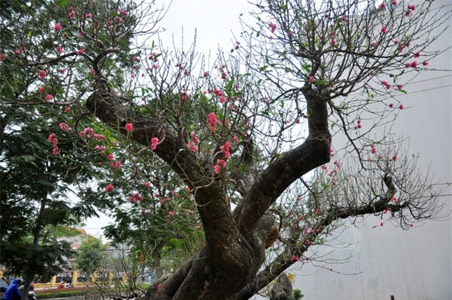 Nhờ có hình dáng đẹp, độc đáo nên hiện tại hai cây đào này đã có chủ nhân đến thuê về chơi Tết Đinh Dậu. Theo tiết lộ của chủ vườn này, hai cây đào rừng cổ thụ này được anh cho thuê với giá 80 -85 triệu đồng/cây và bán đứt với giá là 120 triệu đồng/cây. Hiện tại hai cây đào cổ thụ này đang được chăm sóc và chỉnh sửa ở những khâu cuối cùng để bàn giao cho người thuê trong những ngày tới.