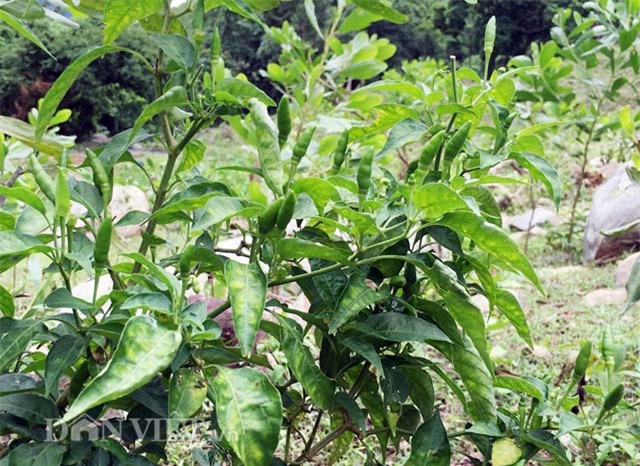 400.000 dong/kg, ot xiem rung ti hon kho mua hon ca vang hinh anh 2