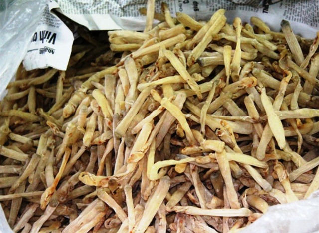 Sá sùng khô.