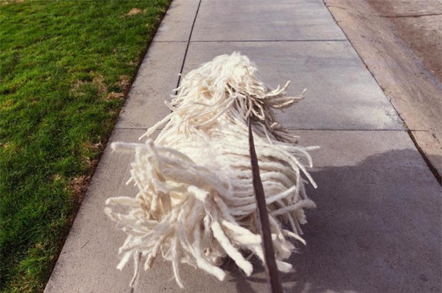 Palo Alto (Mỹ). Thứ giống giẻ lau trong hình là chú chó của Mark.