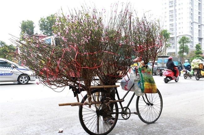 Đào Nhật Tân rực rỡ xuống phố đón Tết sớm - Ảnh 1.