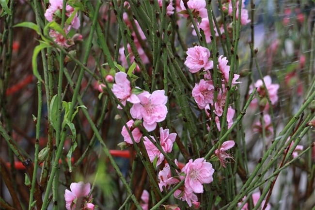 Đào Nhật Tân rực rỡ xuống phố đón Tết sớm - Ảnh 3.