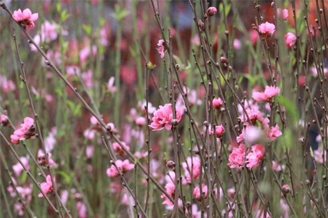 Đào Nhật Tân rực rỡ xuống phố đón Tết sớm - Ảnh 9.