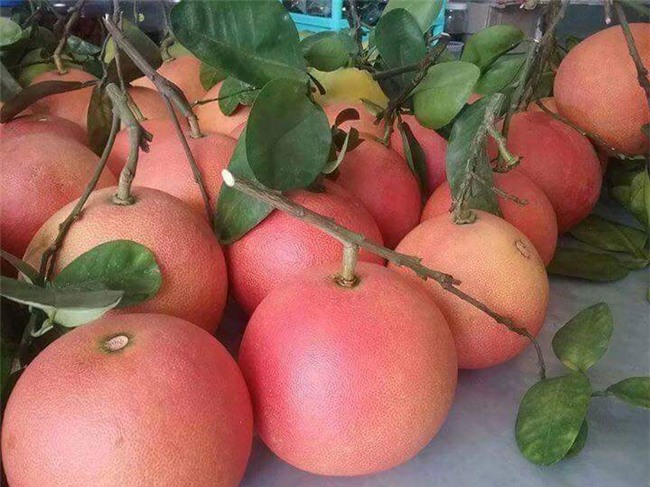 Bưởi đỏ tiến vua: Của hiếm cúng tết 1,2 triệu/cặp