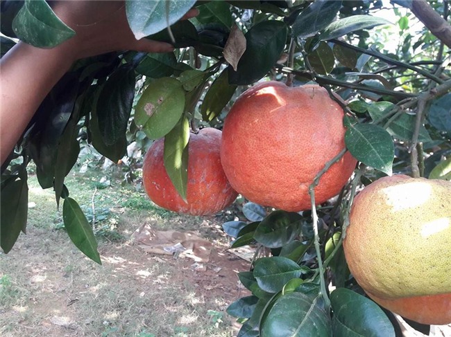 Bưởi đỏ tiến vua: Của hiếm cúng tết 1,2 triệu/cặp