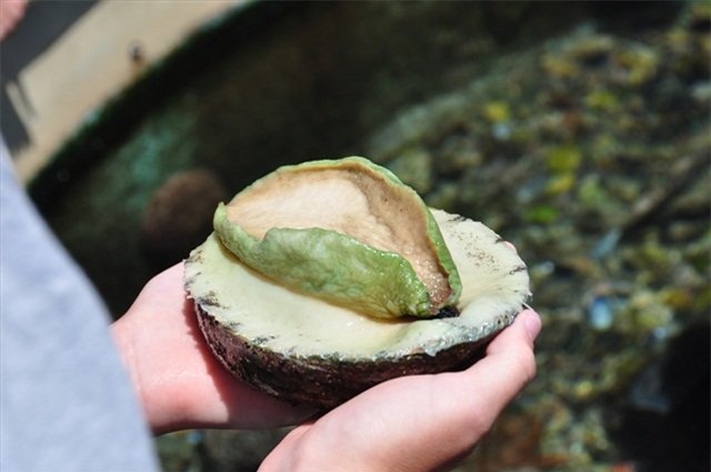 Bào ngư Úc 9 triệu/kg: Nhà giàu Việt dưỡng sức chơi Tết