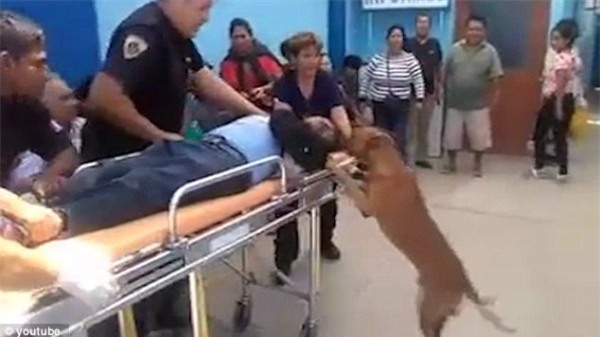 Hai chú chó trung thành nhất quyết nhảy lên xe cứu thương để chăm sóc cho chủ - Ảnh 3.