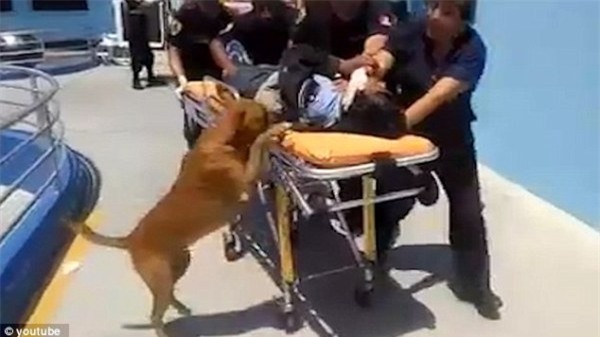 Hai chú chó trung thành nhất quyết nhảy lên xe cứu thương để chăm sóc cho chủ - Ảnh 4.