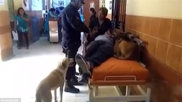 Hai chú chó trung thành nhất quyết nhảy lên xe cứu thương để chăm sóc cho chủ - Ảnh 5.