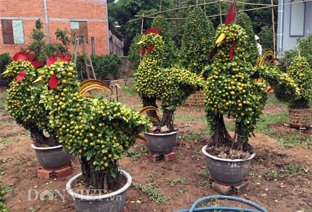 quat canh hinh ga sieu bat mat o mien tay hinh anh 1