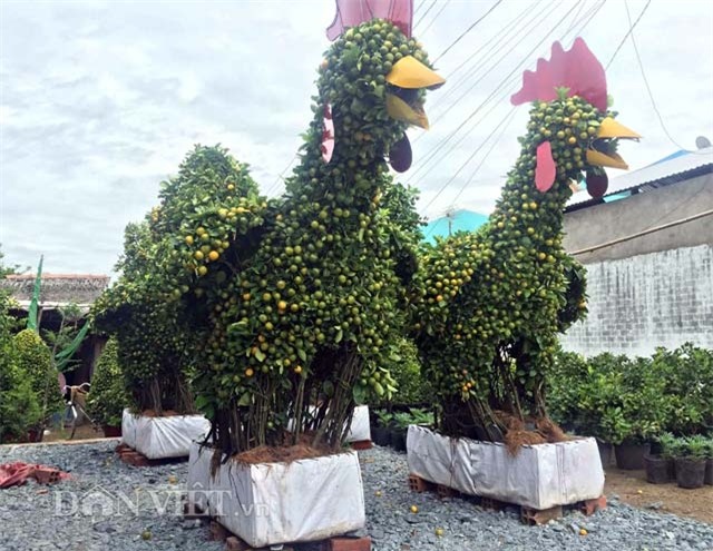 quat canh hinh ga sieu bat mat o mien tay hinh anh 3