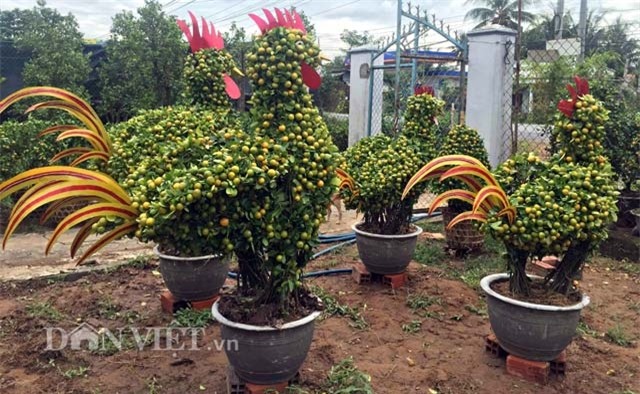 quat canh hinh ga sieu bat mat o mien tay hinh anh 4