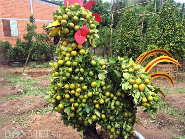 quat canh hinh ga sieu bat mat o mien tay hinh anh 7